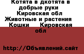 Котята в дкотята в добрые руки - Кировская обл. Животные и растения » Кошки   . Кировская обл.